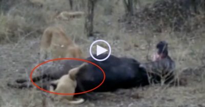 Video: Bị kẹt đầu trong xác trâu rừng, sư tử con háu đói suýt mất mạng