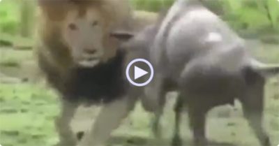 Video: Vừa né đòn chí mạng, sư tử chớp luôn thời cơ hạ gục linh dương đầu bò