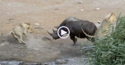 Video: Ba con sư tử quây lại tấn công tê giác mang thai bị sa lầy