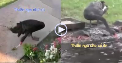 Video: Thiên nga đen chăm chỉ biết nhổ cỏ, tỉa lá cây và cho cá ăn giúp chủ