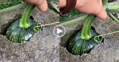 Video: Hoá ra có lúc thu hoạch bí cũng khiến chủ nhà ‘đau đầu’ nghĩ cách