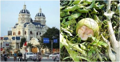 Tin tối 13/11: Tiếp tục kê biên tòa lâu đài của đại gia Phát ‘dầu’; Trồng bưởi da xanh nhưng khi ra quả lại hóa bưởi lạ