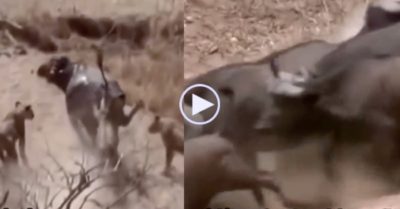Video: Đồng loại gặp nạn, 500 ‘anh em’ trâu rừng ùn ùn kéo đến uy hiếp bầy sư tử
