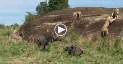 Video: Trâu đực lao đến cứu trâu cái thoát khỏi móng vuốt 3 con sư tử