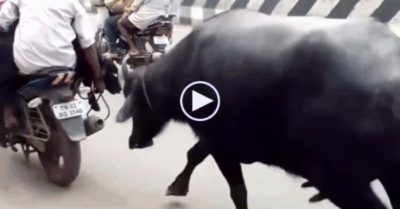 Video: Trâu mẹ đuổi theo xe máy chở con mới sinh của mình để đòi lại