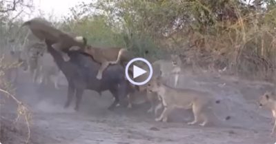 Video: Trâu rừng gồng mình chống cự lại 20 con sư tử đang đói