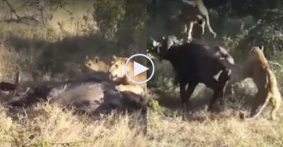Video: Hơn 5 giờ tử chiến với hai con sư tử, trâu rừng liệu có giữ được mạng?