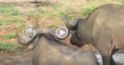 Video: Bị trâu rừng ‘trêu ngươi’, báo hoa mai không dám ra tay vì sợ bị phản đòn