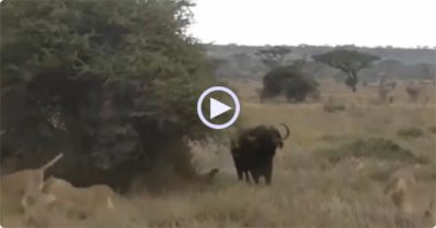 Video: Bầy sư tử nằm im thin thít, nấp sau bụi rậm tránh sự truy đuổi của ‘trâu điên’