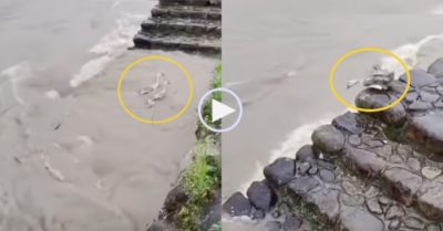 Video: Vịt không chút đắn đo nhảy xuống nước lũ khi thấy bạn bị cuốn đi