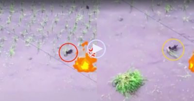 Video: Vịt dùng mỏ nhổ từng khóm mạ của bác nông dân vừa cấy