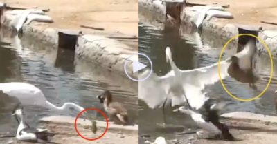 Video: Thấy diệc trắng quắp vịt con, vịt mẹ bay lên ‘tung chiêu’ để cứu