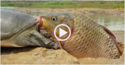 Video: Gặp cá khổng lồ, rùa bối rối để con mồi bỏ đi