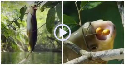 Video: Cá tung mình bật khỏi mặt nước đớp trái cây