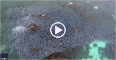 Video: Hành trình di cư của đàn cá hồi khổng lồ