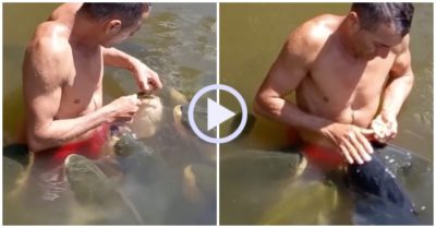 Video: Đàn cá khủng bơi quanh người đàn ông để xin ăn