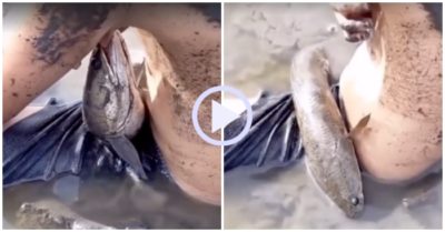 Video: Bị cá cắn vào nách, bé trai ngồi giữa đồng khóc thét