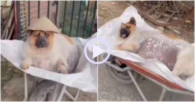 Video: Chú chó béo phì được chủ đẩy đi dạo bằng xe rùa