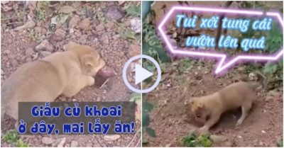 Video: Cún con nổi quạu vì bị trộm mất củ khoai