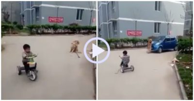 Video: Thấy ôtô đi tới, chú chó lao ra chặn đầu xe để bảo vệ cậu chủ