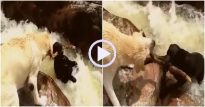 Video: Chú chó liều mình cứu bạn bị nước cuốn trôi