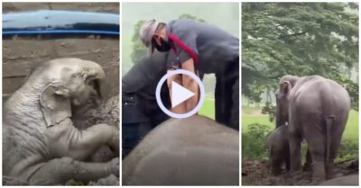 Video: Giải cứu hai mẹ con voi rơi xuống hố thoát nước bất tỉnh