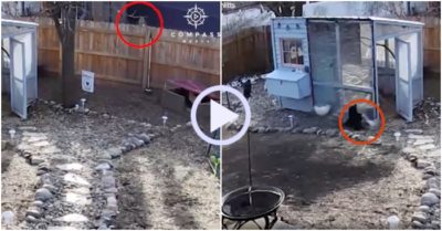 Video: Gà trống mổ diều hâu lên bờ xuống ruộng vì bắt nạt gà mái