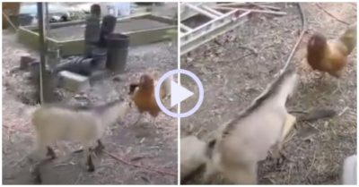 Video: Bị mổ liên tiếp vào đầu, dê con phản công khiến gà mái bỏ chạy