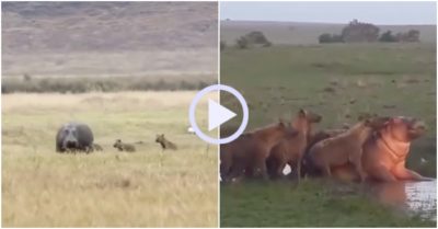 Video: Hà mã gục ngã sau nhiều giờ bị bầy linh cẩu đói truy đuổi