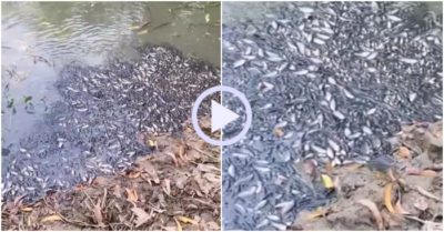 Video: Hàng trăm con cá chen chúc nhau vào bờ hít thở