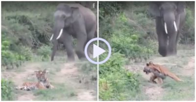 Video: Hổ giật mình bỏ chạy khi thấy voi