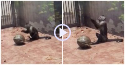 Video: Khỉ con vừa đập vỏ dừa vừa múa võ