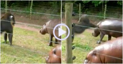 Video: Sợ hà mã ăn tranh, khỉ dùng tay ra đòn cảnh cáo