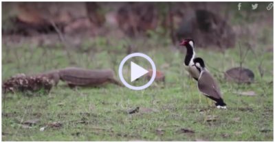 Video: Định ăn trộm trứng, kỳ đà bị chim mổ liên tiếp vào đầu