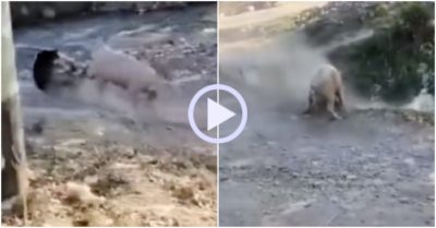 Video: Hung hăng tấn công, chó đen bị lợn húc bay xuống suối
