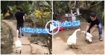 Video: Ngỗng đuổi theo chàng trai để giải cứu bạn