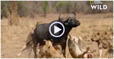 Video: Một mình chống lại đàn sư tử, trâu rừng hất văng kẻ săn mồi