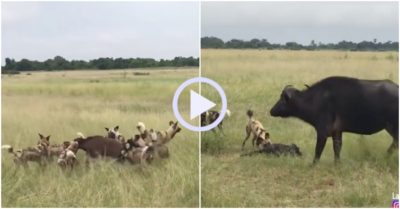 Video: Trâu rừng bất lực nhìn đàn chó hoang cướp con ngay trước mặt