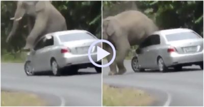 Video: Voi rừng lao ra đường chặn xe ôtô vì lý do bất ngờ