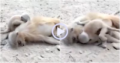 Video: Voọc con gào khóc cố đánh thức voọc mẹ đã chết vì điện giật