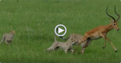 Video: Đang bị ngoạm chặt ở cổ, linh dương dùng trí khôn thoát khỏi ba con báo săn