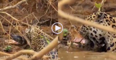 Video: Báo đốm ‘bay mình’ xuống dòng nước đục, ngoạm chặt cổ cá sấu rồi tha lên bờ