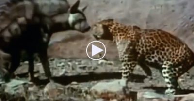 Video: Báo hoa mai mẹ tung chiêu hạ gục đối thủ to lớn bảo vệ đàn con nhỏ