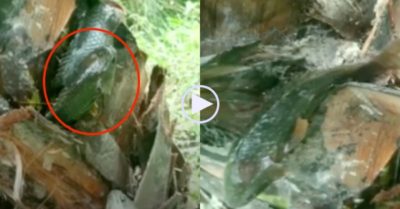 Video: Đàn cá rô ‘dọn nhà’ lên sống tít trên thân cây cọ