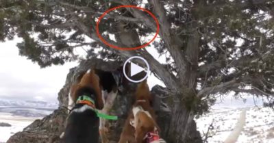 Video: Bị bầy chó săn dồn vào đường cùng, báo sư tử ẩn nấp sau cành cây để giữ mạng