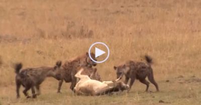 Video: Chống trả yếu ớt, bò con bị bầy linh cẩu dễ dàng quật ngã