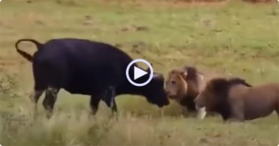 Video: Trâu mẹ gồng mình đấu với sư tử bảo vệ con non