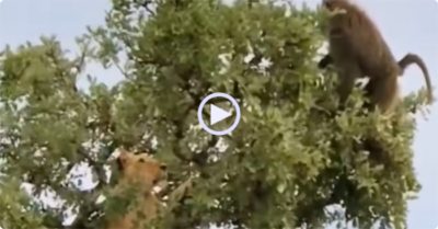 Video: Khỉ đầu chó đứng ngoài nhánh cây nhỏ thách thức sư tử