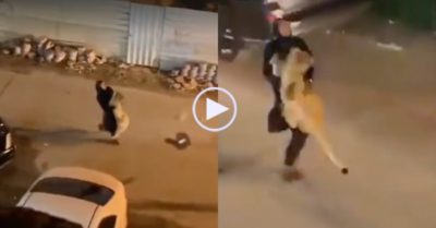 Video: Bị cô chủ bế về nhà, sư tử gầm gừ vùng vẫy để được ở lại chơi tiếp