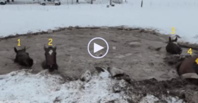 Video: Hợp sức giải cứu bốn con ngựa bị mắc kẹt trong vũng nước đóng băng lạnh lẽo